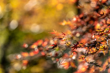Autumn in japan