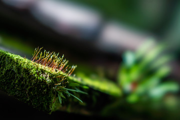 Small life on the roof