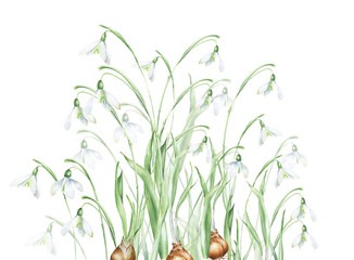 Fototapeta na wymiar Watercolor showdrops flowers arrangements. First spring flowers. White spring flowers, botanical illustration, detailesd with bulbs. Great for posters, prints