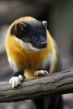 The yellow-throated marten (Martes flavigula) standing ma a tree trunk in natural habitat. Big asian marten in forest.