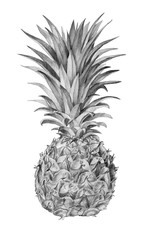 Pencil drawing manual graphics. Hand drawn pineapple isolated on white. Fruit for posters, postcards, design, wallpaper, ornaments, patterns