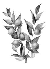 Pencil drawing manual graphics. Hand drawn mandarin isolated on white. Fruit for posters, postcards, design, wallpaper, ornaments, patterns