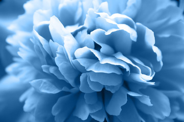 Beautiful classic blue peony flower with lush petals closeup. Tender spring plant, painted in a trend color