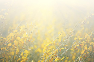 Floral background blooming in pastel tones