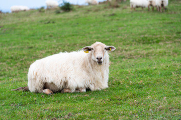 A sheep seated in the grass in a field. Basque Country of Spain.