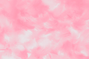 Beautiful abstract colorful white and pink feathers on white background and soft white feather texture on white pattern and light pink background valentine day