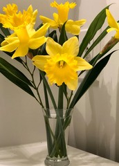 daffodils in vase on white background