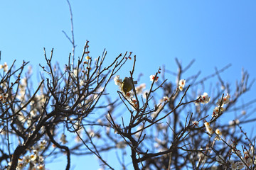 【日本の春】梅の木とメジロ