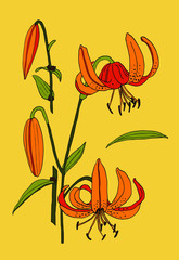 Tiger Lily flowers Botanical set