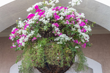 White & pink Bougainvillea hanging on a pot