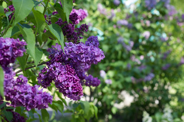 Spring bunch of blossoming lilac. Violet and green