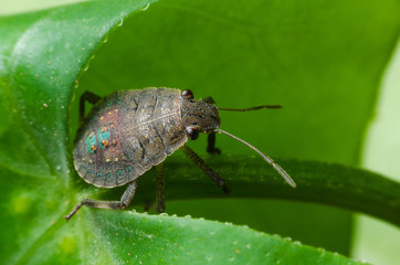 bug on a green leaf