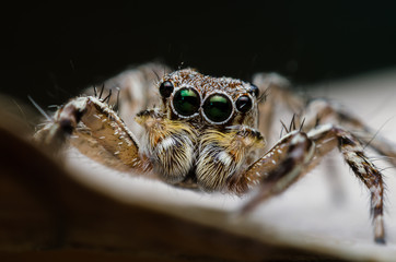 ่jumping spider closeup on dry leave