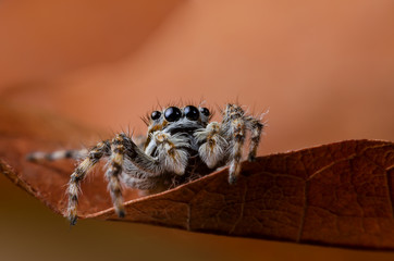 ่jumping spider closeup on dry leave