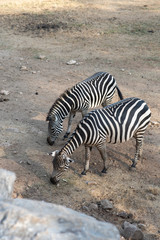 Naklejka na ściany i meble Couple back and white pattern of wildlife zebra in wildlife zoo.