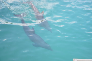 delfines nadando en agua clara © compauy