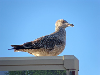 Obraz premium Seagull 2