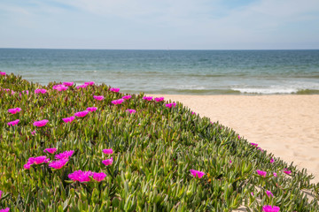 Algarve im Frühling