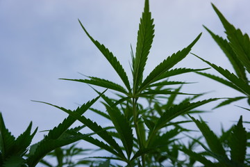 Hoja de planta de marihuana