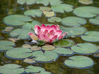 Pink lotus flower blooming in a pond