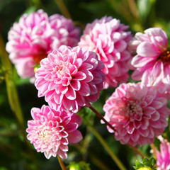 Weiß - Pink farbige Dahlien - Dahlia Blüte als Zierpflanze im Staudenbeet.