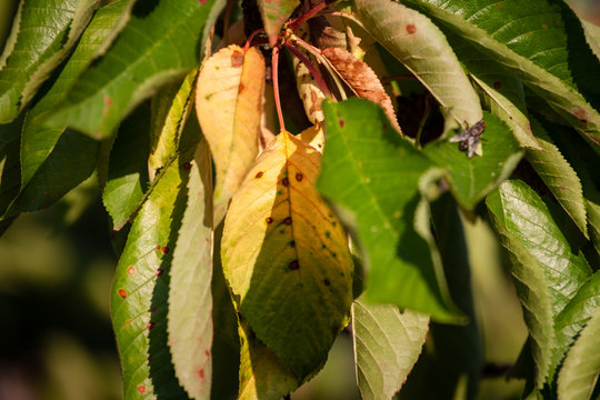 Close-up of a leaf of merry with brown spots caused by fungal diseases