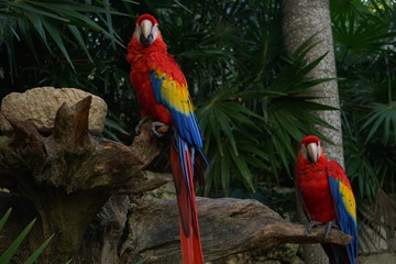 Papagayos coloridos mirando a la cámara