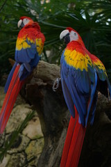 Papagayos coloridos mirando a la cámara