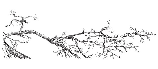 Fototapeta premium Vector hand drawing branch