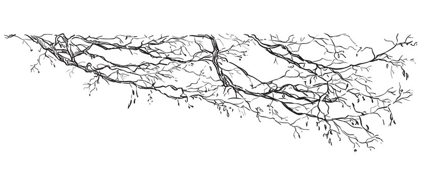 Olive Tree Branches Drawing HD Png Download  Transparent Png Image   PNGitem