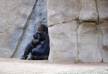 Fototapeta na wymiar female gorilla thinking about something