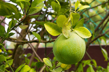 Nice close-up view of a organically grown pomelo fruit (Citrus maxima) hanging on a tree in...