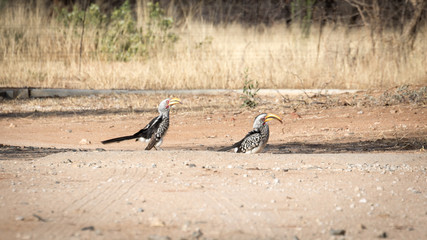 Calao leucomèle de Namibie