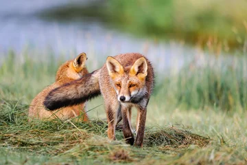 Foto auf Leinwand Natur Rotfuchs im Gras  © Nora