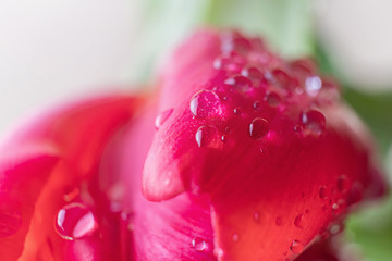 Red tulip in drops of water close-up. Macro photo. The concept of a holiday, celebration, women's day, spring. Background natural vibrant image, suitable for banner, postcard.