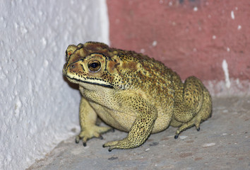 Close up of a thai toad