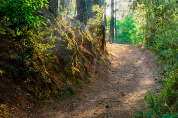 Abendlicher Hohlweg bei Ville sur Auzon in der Provence