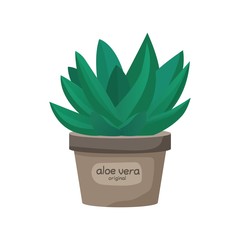 Green leaf aloe vera. Potted plant white background. Isolated vector illustration.