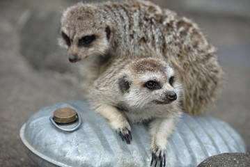 Fototapeta premium Meerkats that ride on top of the hot water bottle