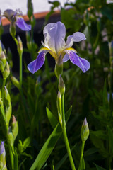 purple iris flower in the flowerbed