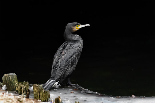 aalscholver