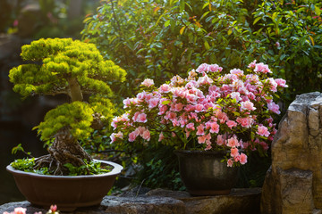Chinese-style garden corner. Pine bonsai and camellia in a pots in the sunlight. Flowering camellia...