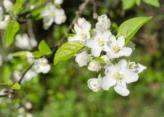  branch of a blossoming spring apple tree on a sunny spring day