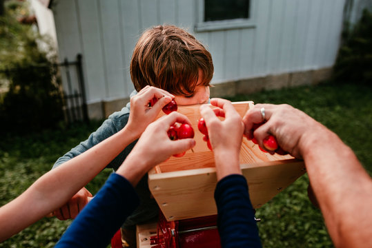 Father and three children in the garden pressing apples to make cider, USA
