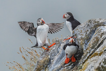 Atlantic Puffin - Fratercula arctica, beautiful colorful sea bird fishing in Atlantic ocean, Runde...