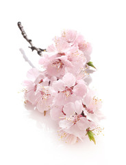 Spring flowering branch isolated on white background.