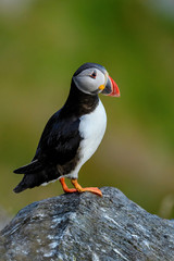 Atlantic Puffin - Fratercula arctica, beautiful colorful sea bird fishing in Atlantic ocean, Runde island, Norway