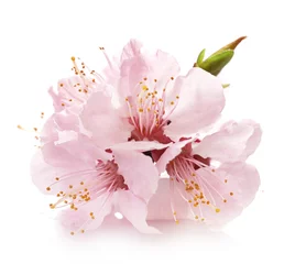 Fotobehang Beautiful Pink Cherry Blossom isolated on white background © LumenSt