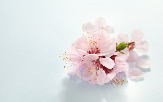 Beautiful Pink Cherry  Blossom on blue background