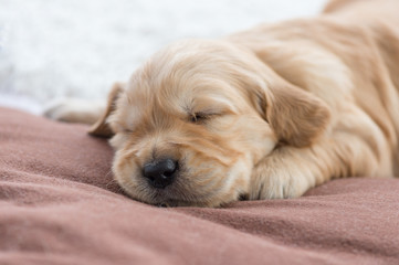 Golden Retriever puppy sleeping on a cozy blanket. Close up